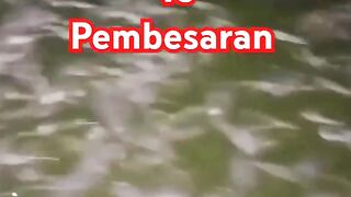 Pembenihan vs Pembesaran Mana yang paling menguntungkan❓
