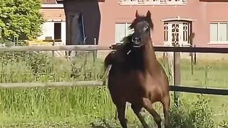 Arabian horse videos compilation  #3  ????❤️ 2021. Try not to watch it till the end