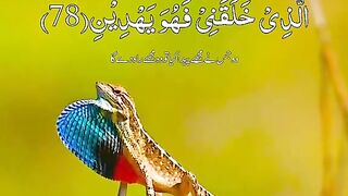 Allah is The King of all kings