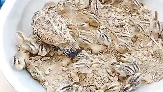 Overcoat of birds