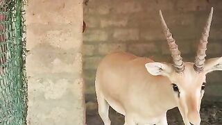 The small deer