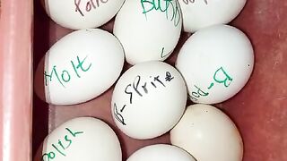 Different eggs of the chicken