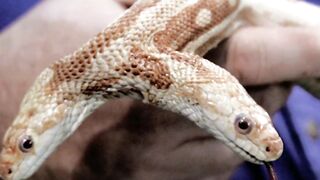 to reveal a two-headed snake