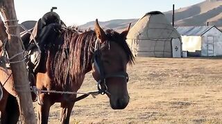 HORSE MILKING  Ancient Nomad life in the high mountains