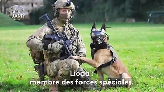 ????Lioda, malinois et membre des forces spéciales ????