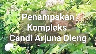 ×Penampakan candi-candi di kompleks percandan Arjuna, Dataran Tinggi Dieng, Banjarnegara, Jawa Tengah