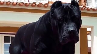 Top 10 Most Powerful Dogs in the World!
