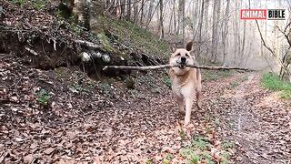 German Shepherds  The Noble Guardians of Humanity
