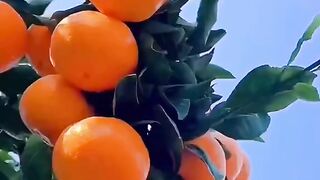 Orange fruit china  beautiful