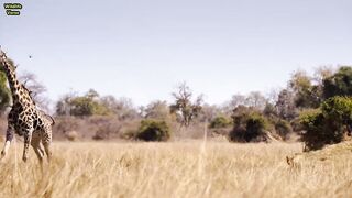 Epic Moment When A Pride Run For Giraffe