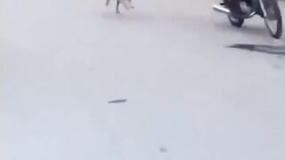 Funny animal videos #funny #animals.