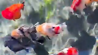 Ranchu