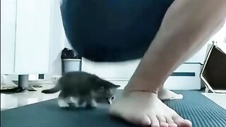 Kitten during squat || Funny Clip