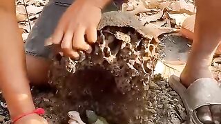 birds_baby_#trendingshorts_#viral_#animals_#youtubeshorts_#summershorts_#allbirdslover(480p).