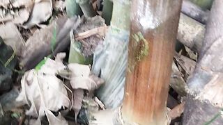 bambu petok yang lagi viral