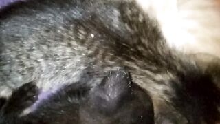 Cat cute