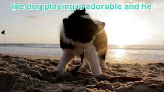 Dogs playing