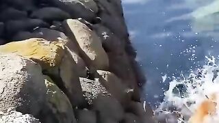 cats fighting