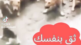 Cat vs dog