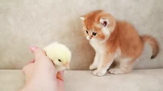 Kittens walk with a tiny chicken(360P).