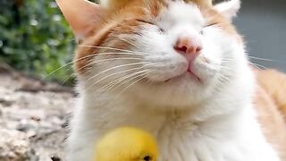 They are best friends cat and ducks