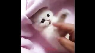 So many cute kittens videos compilation 2023(360P). Upload