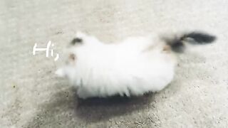 Kitten enjoys first bath_(360P).