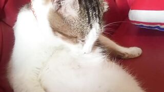 Funny cat