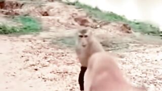 Monkey and Dog Bonding!