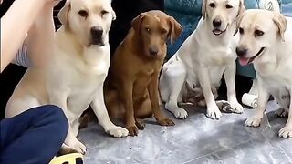 Amazing dog video