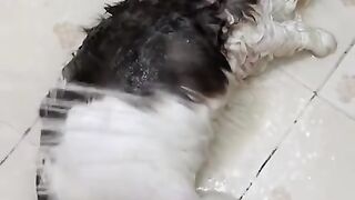 I hope all my cats can behave like her #viral #reels #everyone #attack