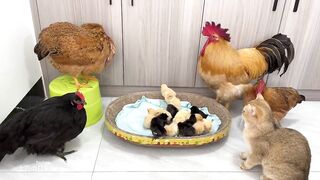 Experienced kittens are teaching young hens and roosters how to take better care.