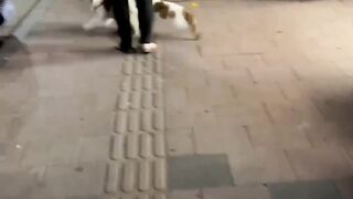 That cat went gangster on the dog