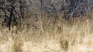 animal video#khan