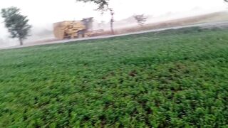 Wheat crop is being harvested with a machine