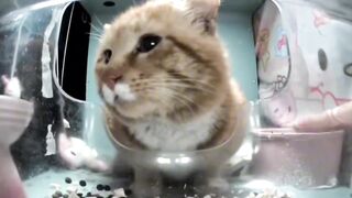 Cats//Mr old but gold