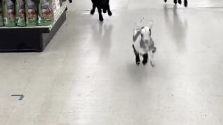 Have you ever seen a goat doing shopping..