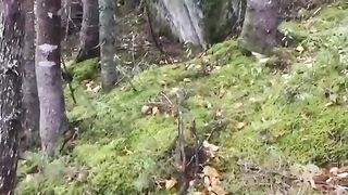 The Breathing Forest in Canada.