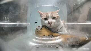 Cats//MR. Cat who can wait forever
