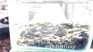 Shrimp Black Tiger fancy