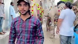 Danish Meher - Video me kitna camels hain？ Qurbani2024 #cow #bull #animals #cattle #love Danish meher