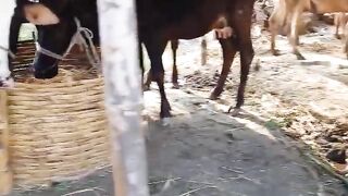 খামার পরামর্শ - #cow #bestgojol #newmusicrelease #shykhseraj #newgojol #animals