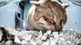 Cats//mr.fresh dont understend WTF