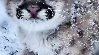 a family adopted cute baby puma