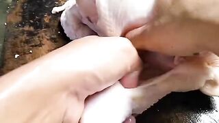 Chicken meat