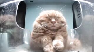 Cats..mr.waiting