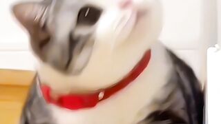 "Laughter without limits: (65) the funniest moments of cats and dogs!"
