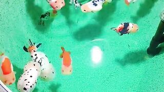 RanChu Cute part 2