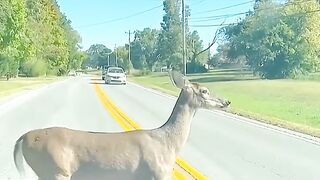 Rescues Trapped Fawn and Forms Bond With Doe
