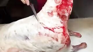 أفضل طريقة لقطح لحم الغنم